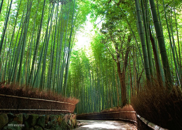 Bamboo