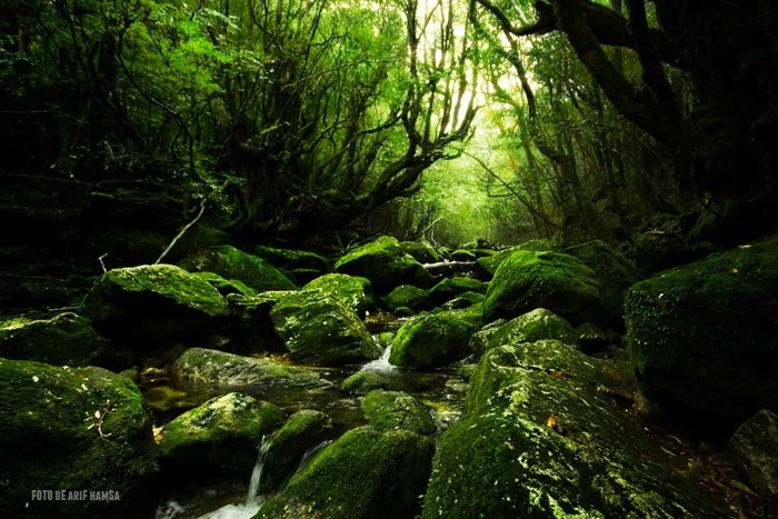 yakushima3