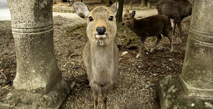 ¿¿Qué vais a quemar el monte dices??