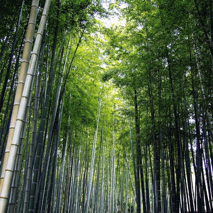 Bosque de bamboo en Arashimaya, Kyoto