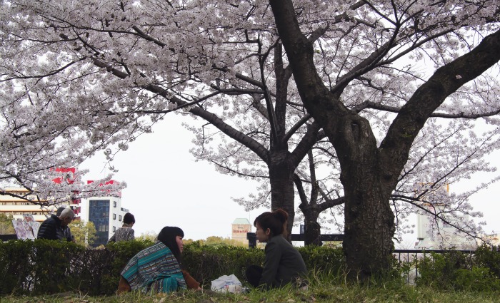 Disfrutando de los cerezos en Sakuranomiya
