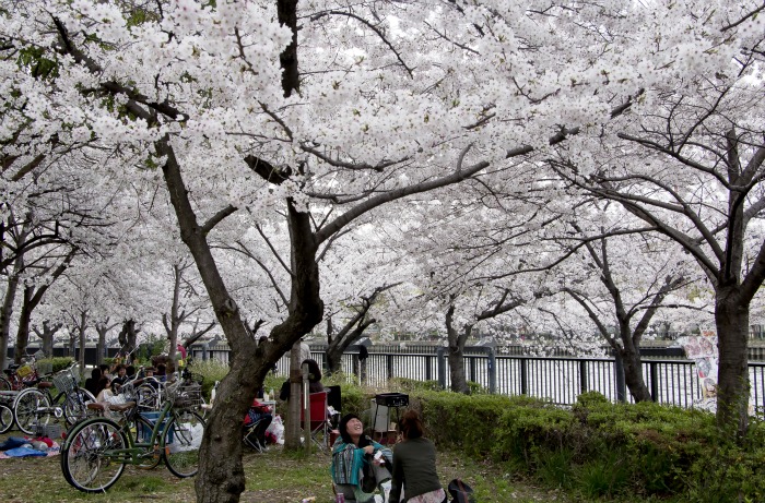 En Sakuranomiya hay cerezos a ambos lados del cauce del río.