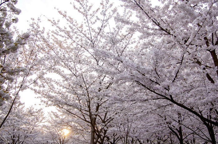 Atardecer en Sakuranomiya