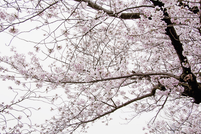 Si no te emocionan los cerezos en flor estás vacío/a por dentro