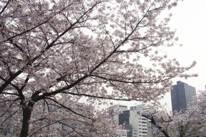Cerezos y edificios altos: 100% Japón