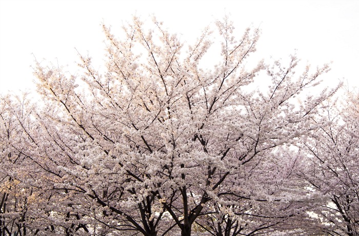 Más "sakura" al atardecer