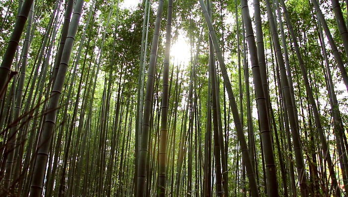 Arashiyama bambú