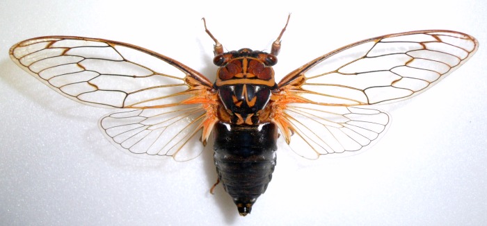 Una de las 30 especies de cigarras que amenizan los días de verano.