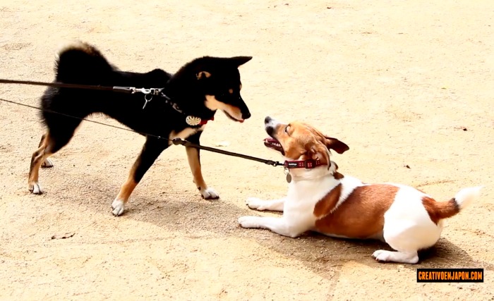 Jules con un amiguete