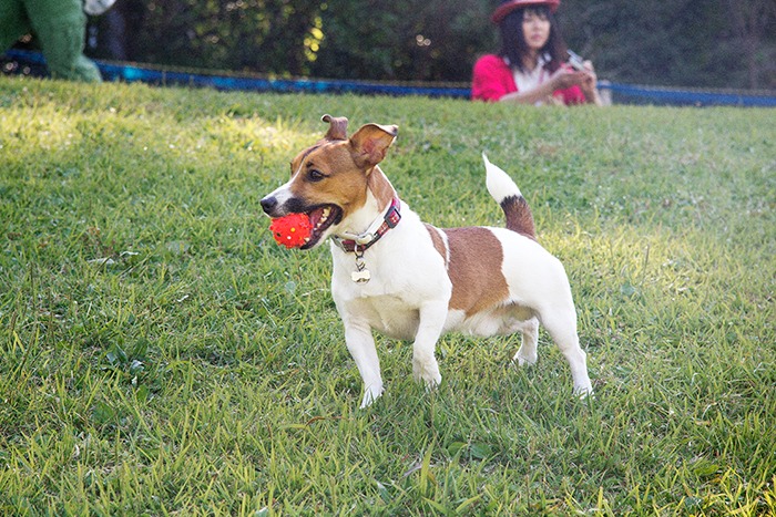 Jules Rokko san blog