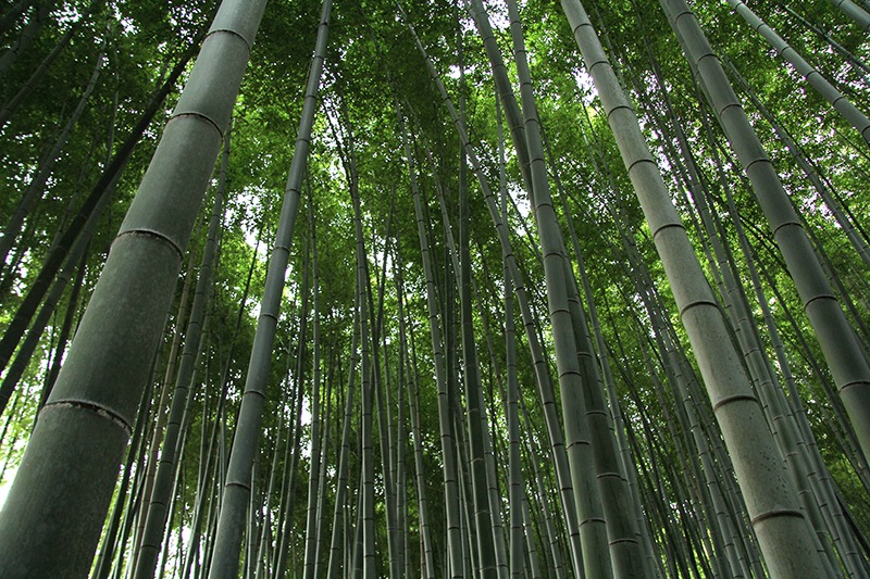 7 dias kyoto parte 2 blog